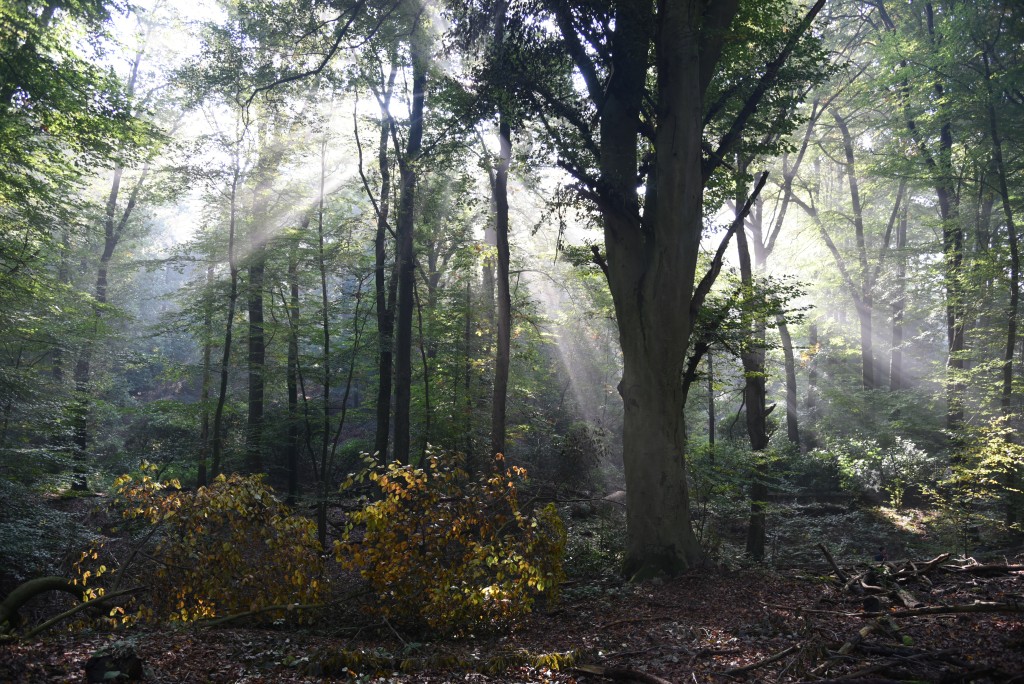 2016 10 23okt De Zelfontspanners 003