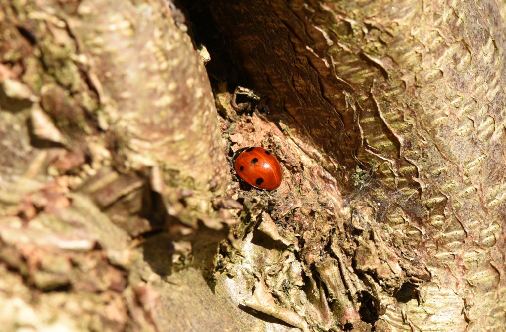 2017 03 27mrt2017 tuin WbD 001c