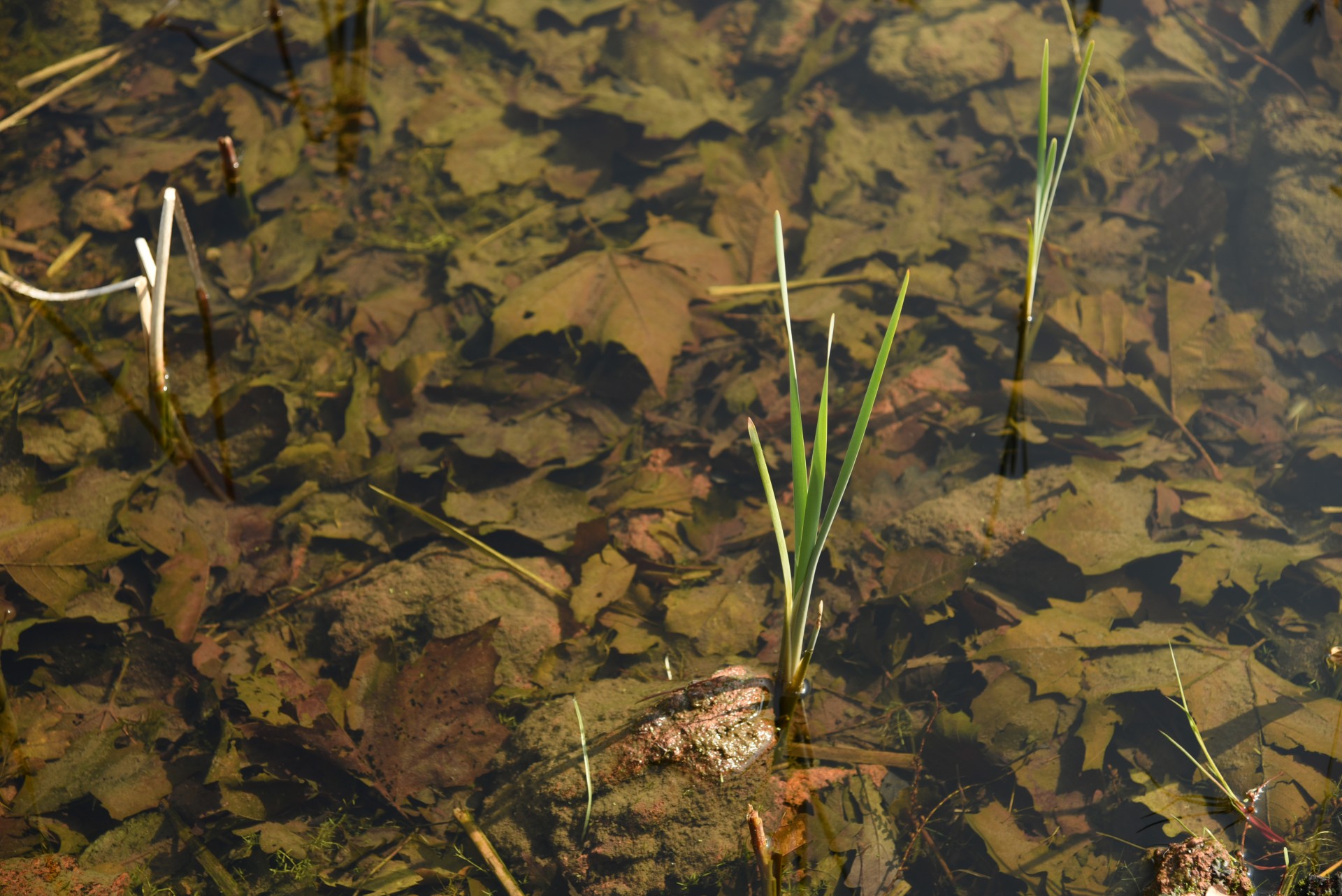 2017 04 Nijmegen Driehuizerweg pub01 013a