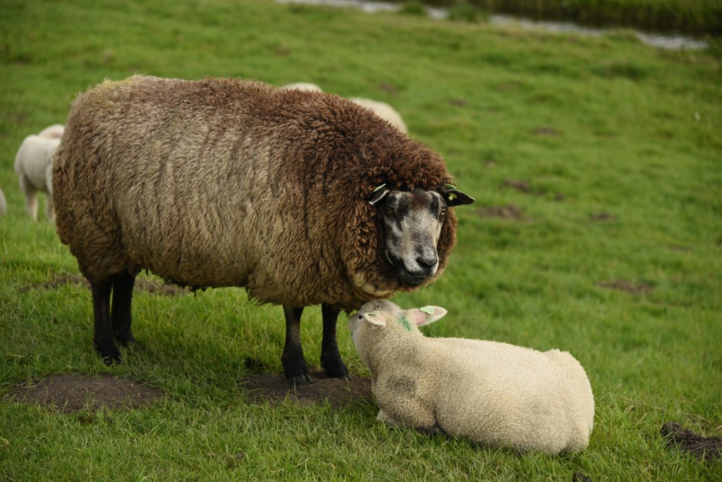 2017 04 15apr Eeemnes Eemland wandeling 001