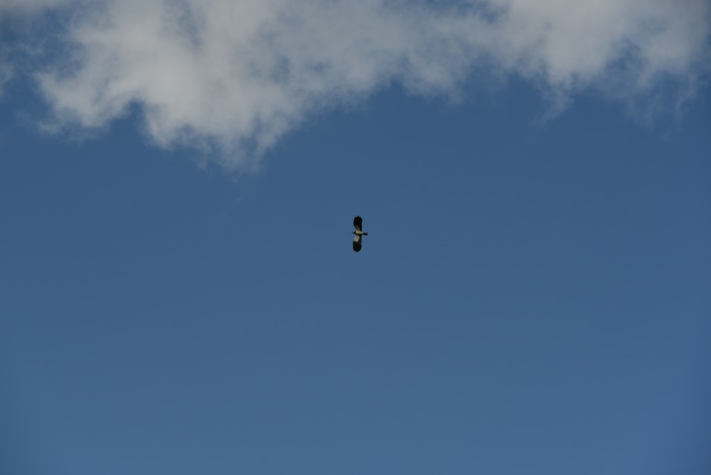 2017 04 15apr Eeemnes Eemland wandeling 005