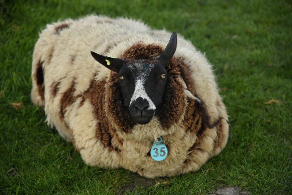 2017 04 15apr Eeemnes Eemland wandeling 006