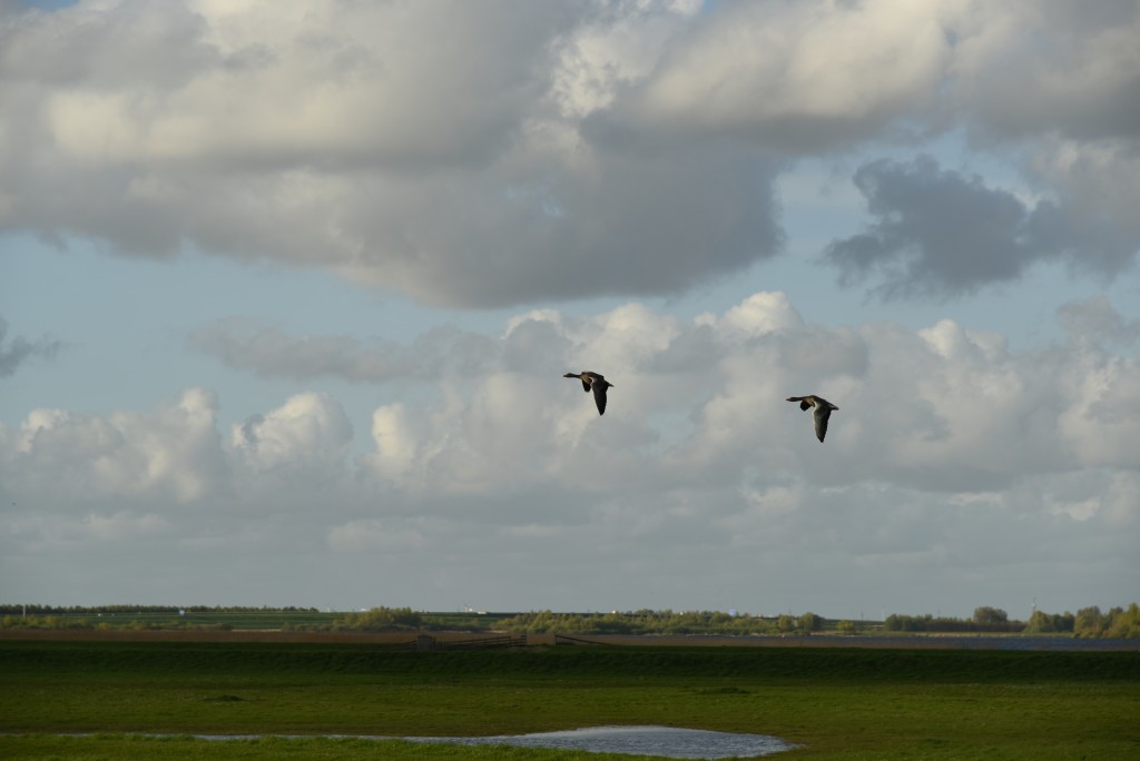 2017 04 15apr Eeemnes Eemland wandeling 011