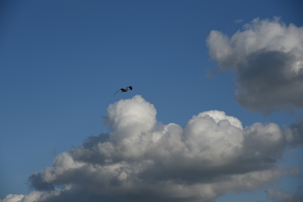 2017 04 15apr Eeemnes Eemland wandeling 013