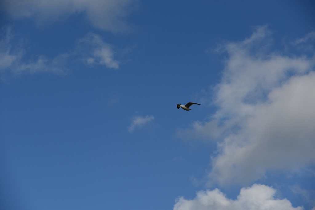 2017 04 15apr Eeemnes Eemland wandeling 014