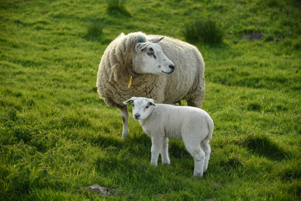 2017 04 15apr Eeemnes Eemland wandeling 018