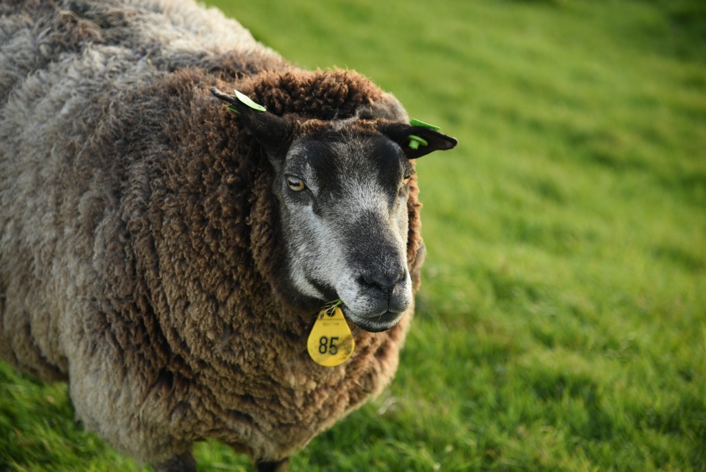 2017 04 15apr Eeemnes Eemland wandeling 019