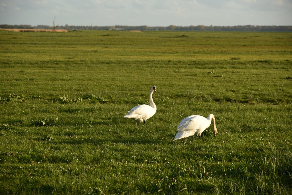 2017 04 15apr Eeemnes Eemland wandeling 020