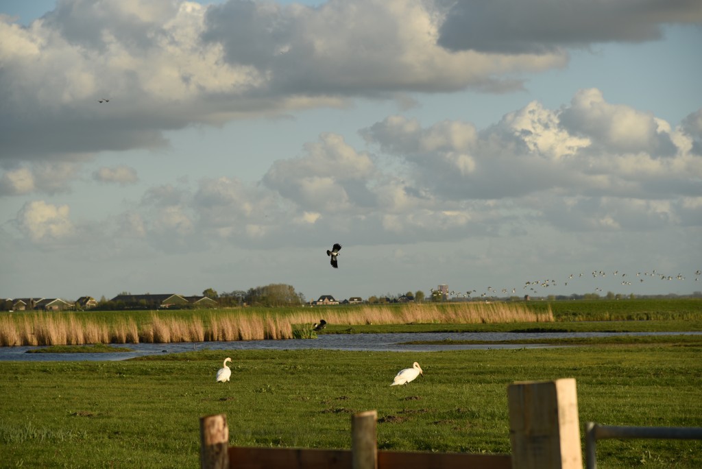 2017 04 15apr Eeemnes Eemland wandeling 025