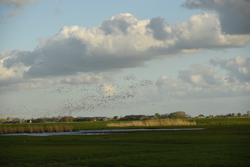 2017 04 15apr Eeemnes Eemland wandeling 028