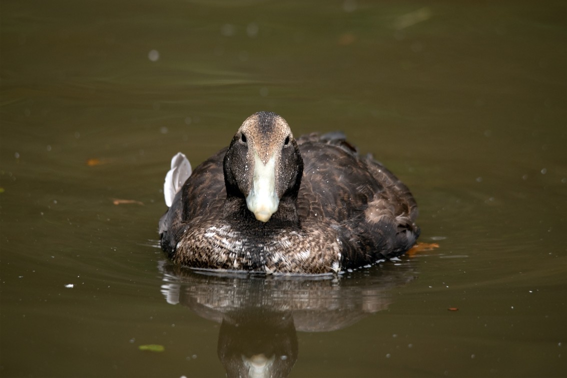 2019 10 20 Anholter Schweiz Isselburg 01 web
