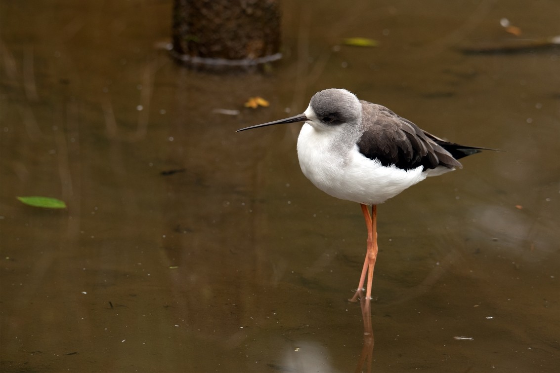 2019 10 20 Anholter Schweiz Isselburg 02 web