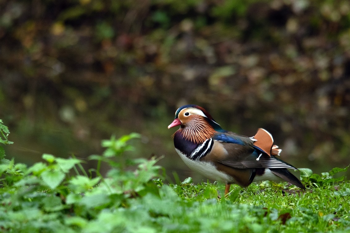 2019 10 20 Anholter Schweiz Isselburg 04 web