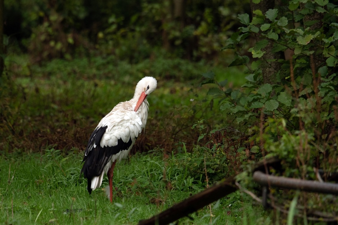 2019 10 20 Anholter Schweiz Isselburg 06 web