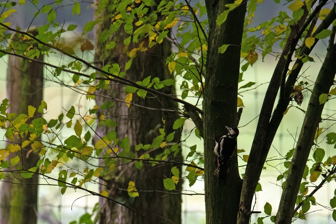 2019 10 20 Anholter Schweiz Isselburg 07 web