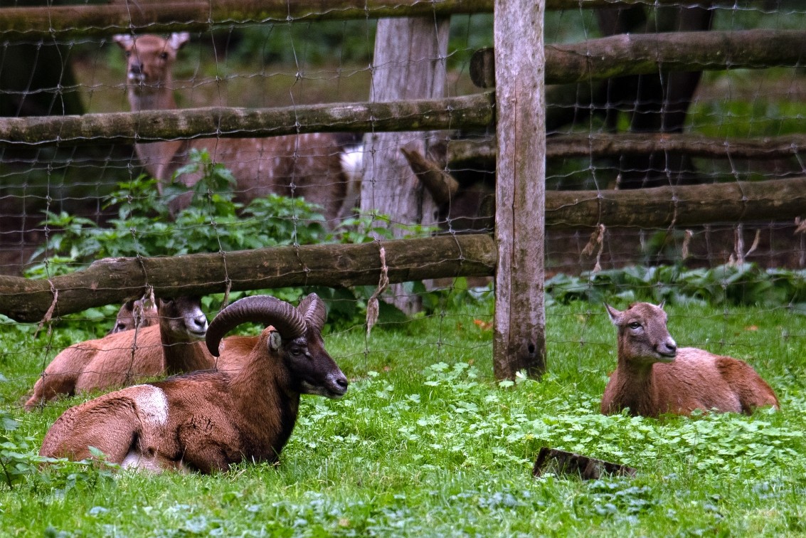 2019 10 20 Anholter Schweiz Isselburg 08 web