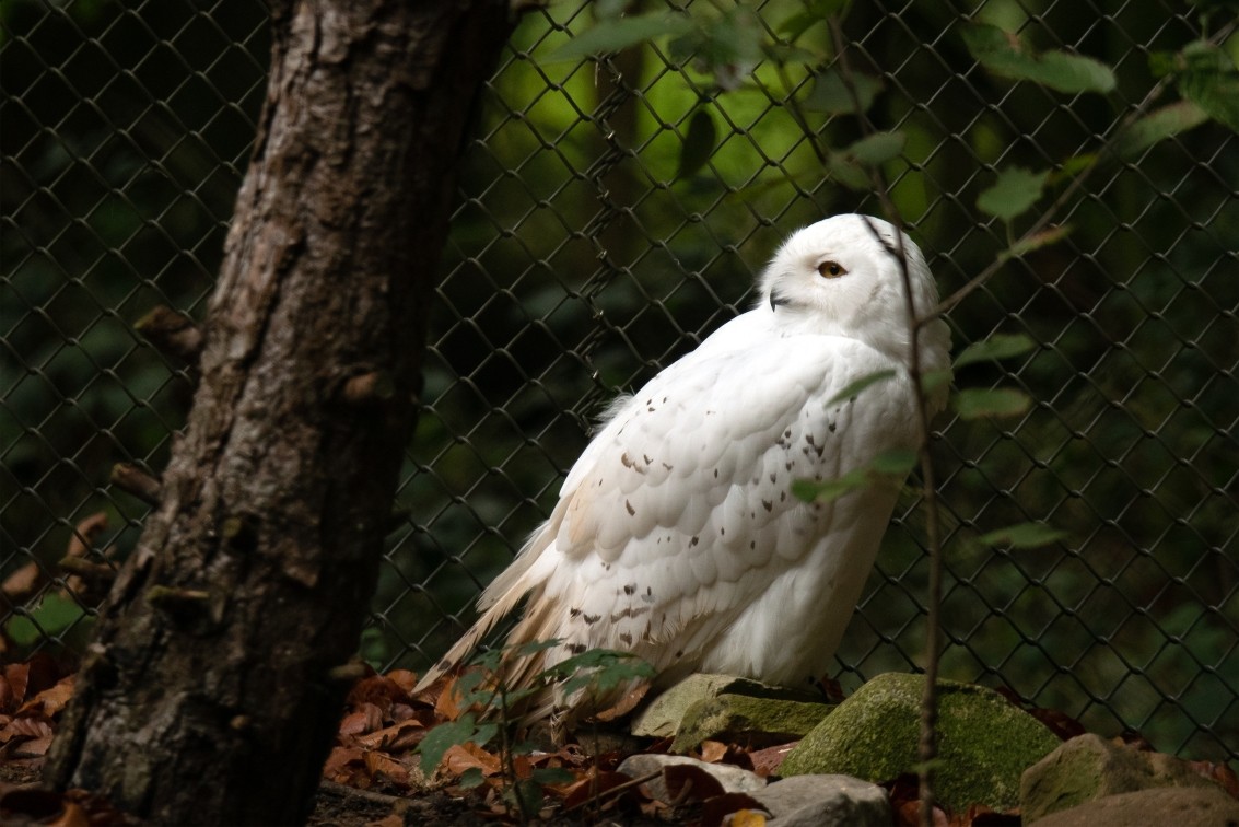 2019 10 20 Anholter Schweiz Isselburg 09 web