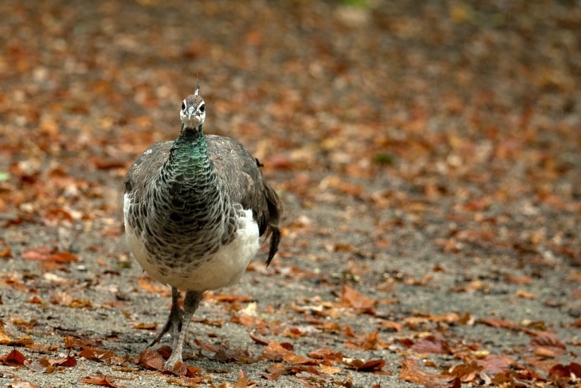 2019 10 20 Anholter Schweiz Isselburg 11 web