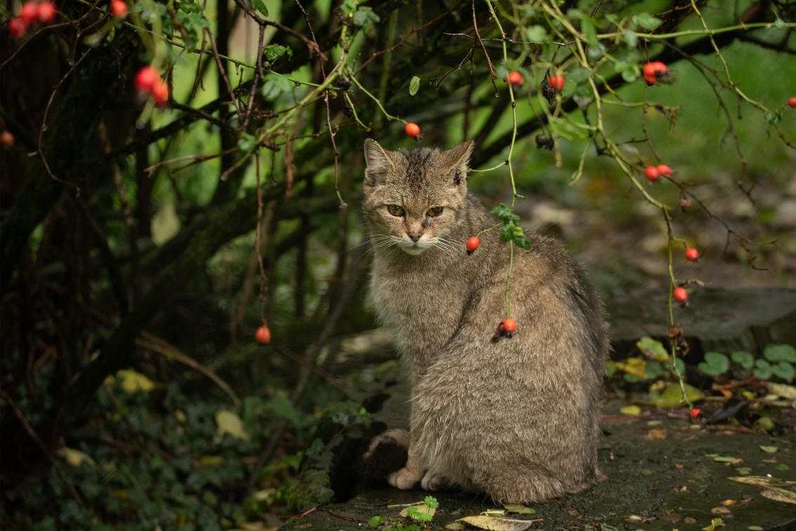2019 10 20 Anholter Schweiz Isselburg 12 web