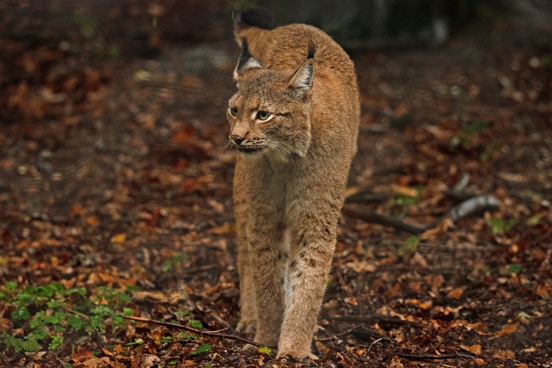 2019 10 20 Anholter Schweiz Isselburg 13 web