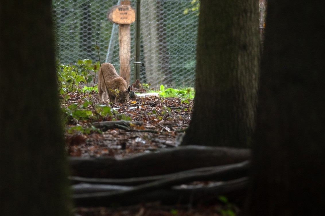 2019 10 20 Anholter Schweiz Isselburg 14 web