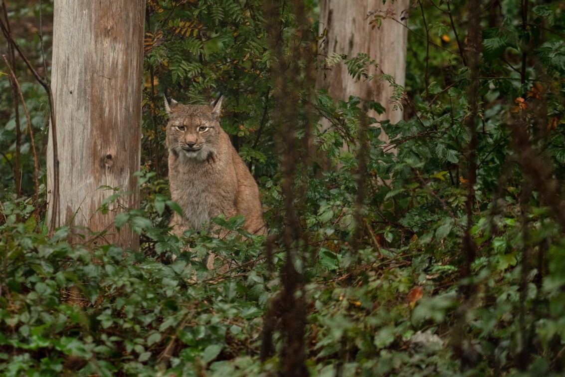 2019 10 20 Anholter Schweiz Isselburg 15 web