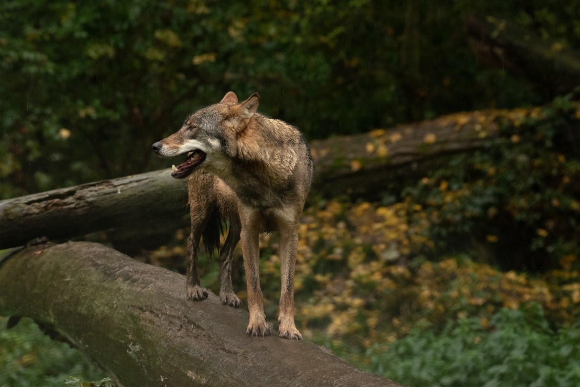 2019 10 20 Anholter Schweiz Isselburg 18 web