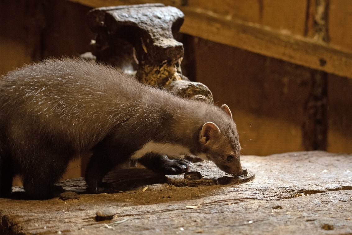 2019 10 20 Anholter Schweiz Isselburg 19 web