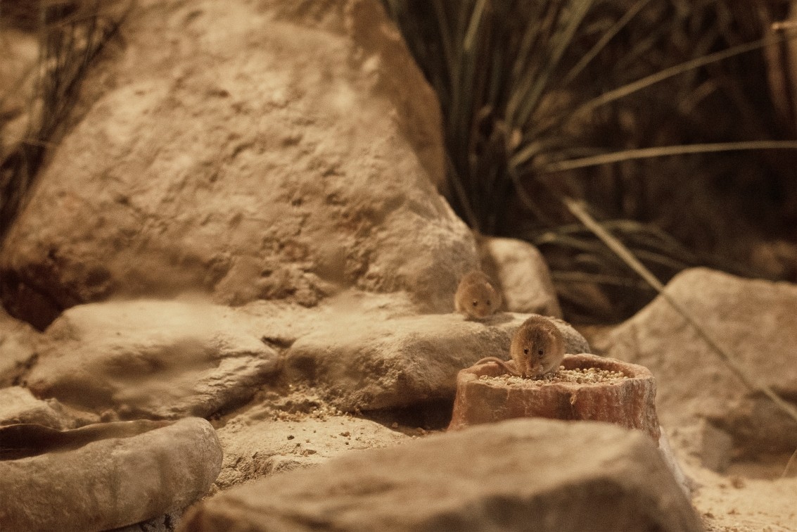 2019 10 20 Anholter Schweiz Isselburg 20 web