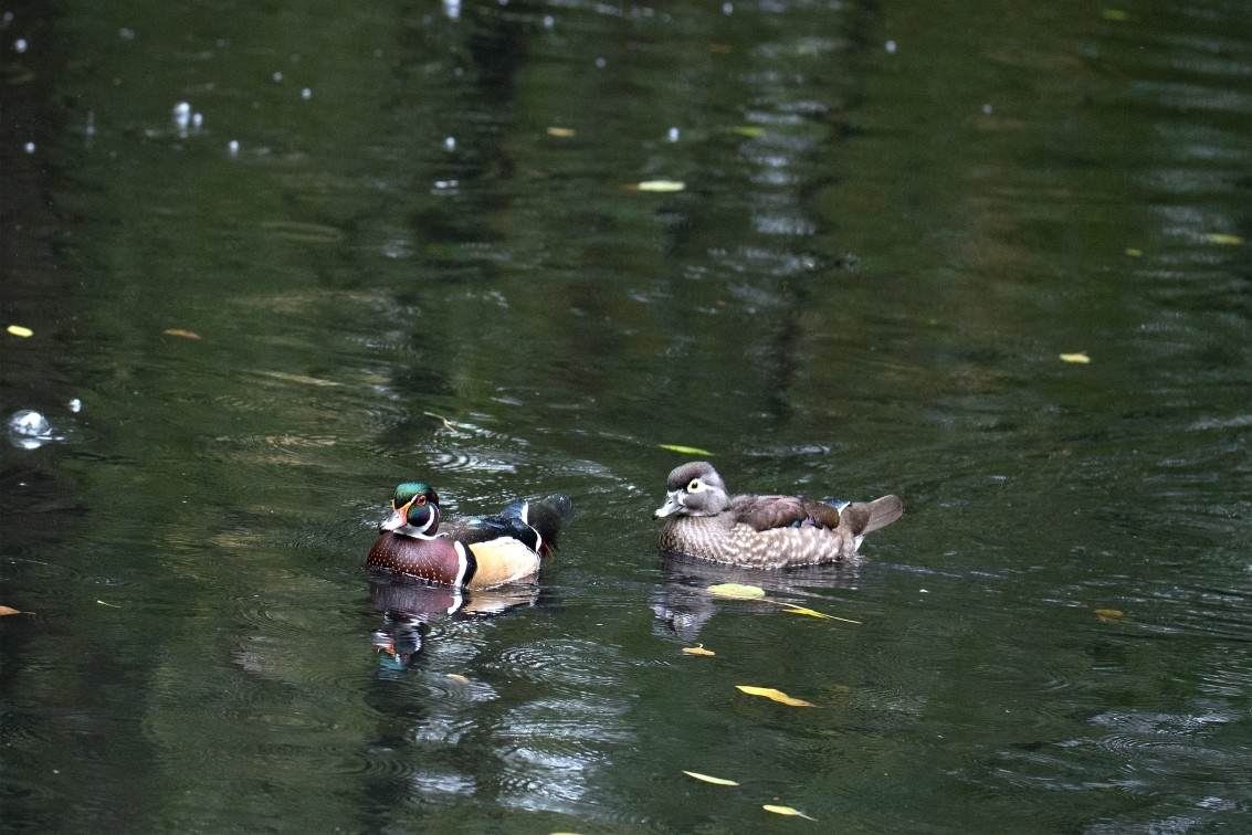 2019 10 20 Anholter Schweiz Isselburg 22 web