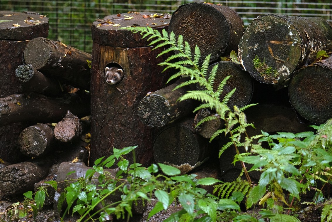 2019 10 20 Anholter Schweiz Isselburg 23 web