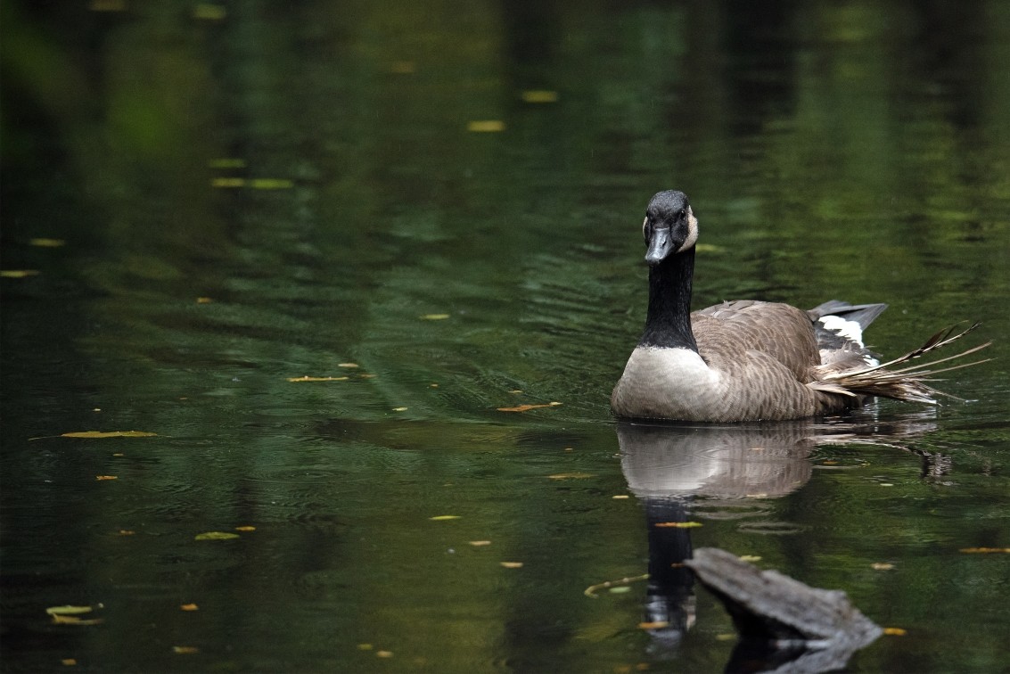 2019 10 20 Anholter Schweiz Isselburg 24 web