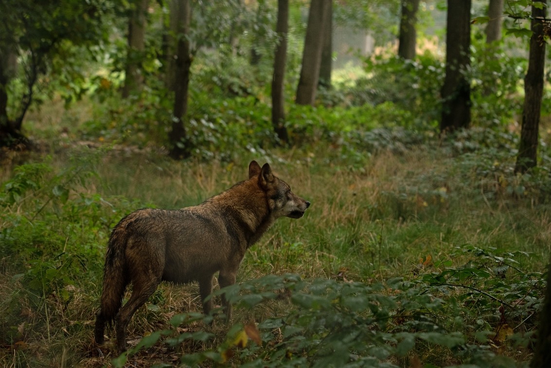 2019 10 20 Anholter Schweiz Isselburg 25 web