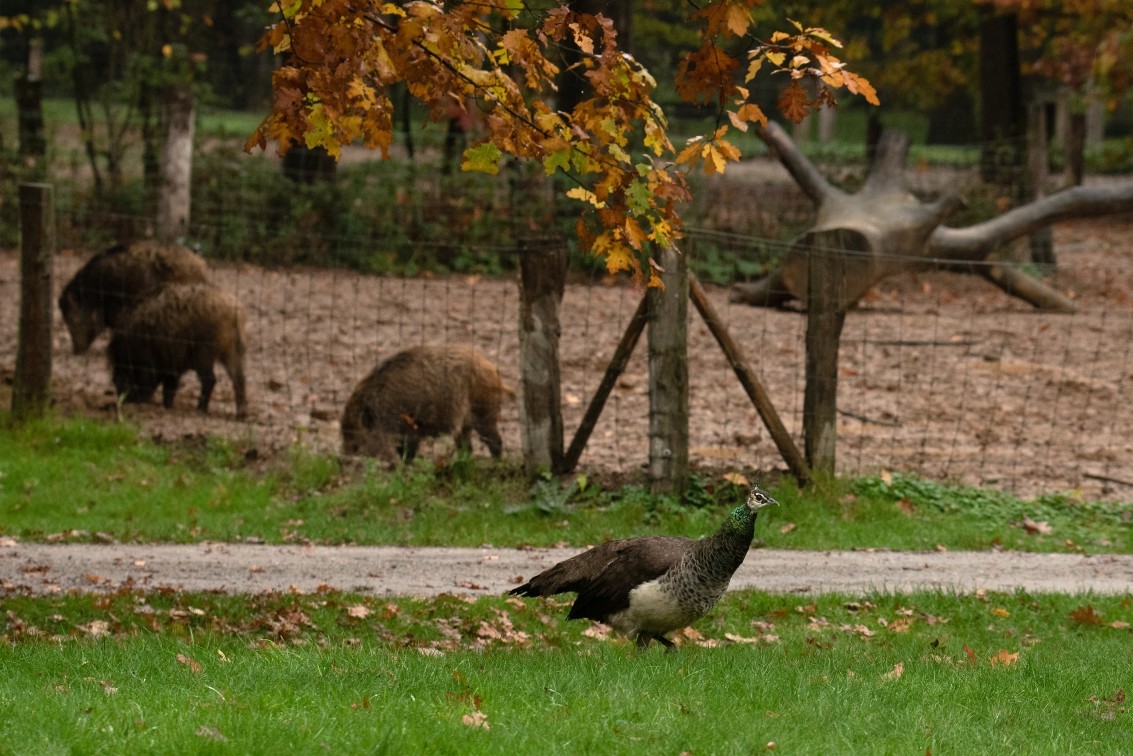 2019 10 20 Anholter Schweiz Isselburg 27 web