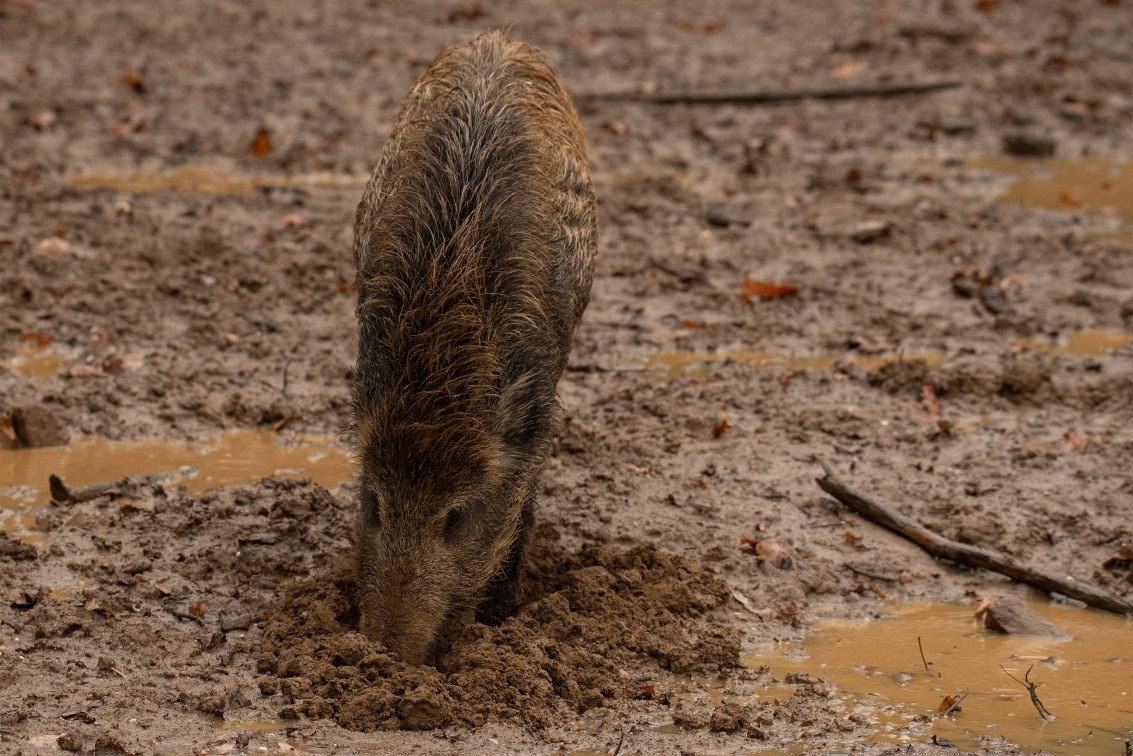 2019 10 20 Anholter Schweiz Isselburg 28 web