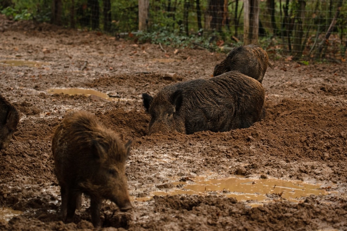 2019 10 20 Anholter Schweiz Isselburg 29 web