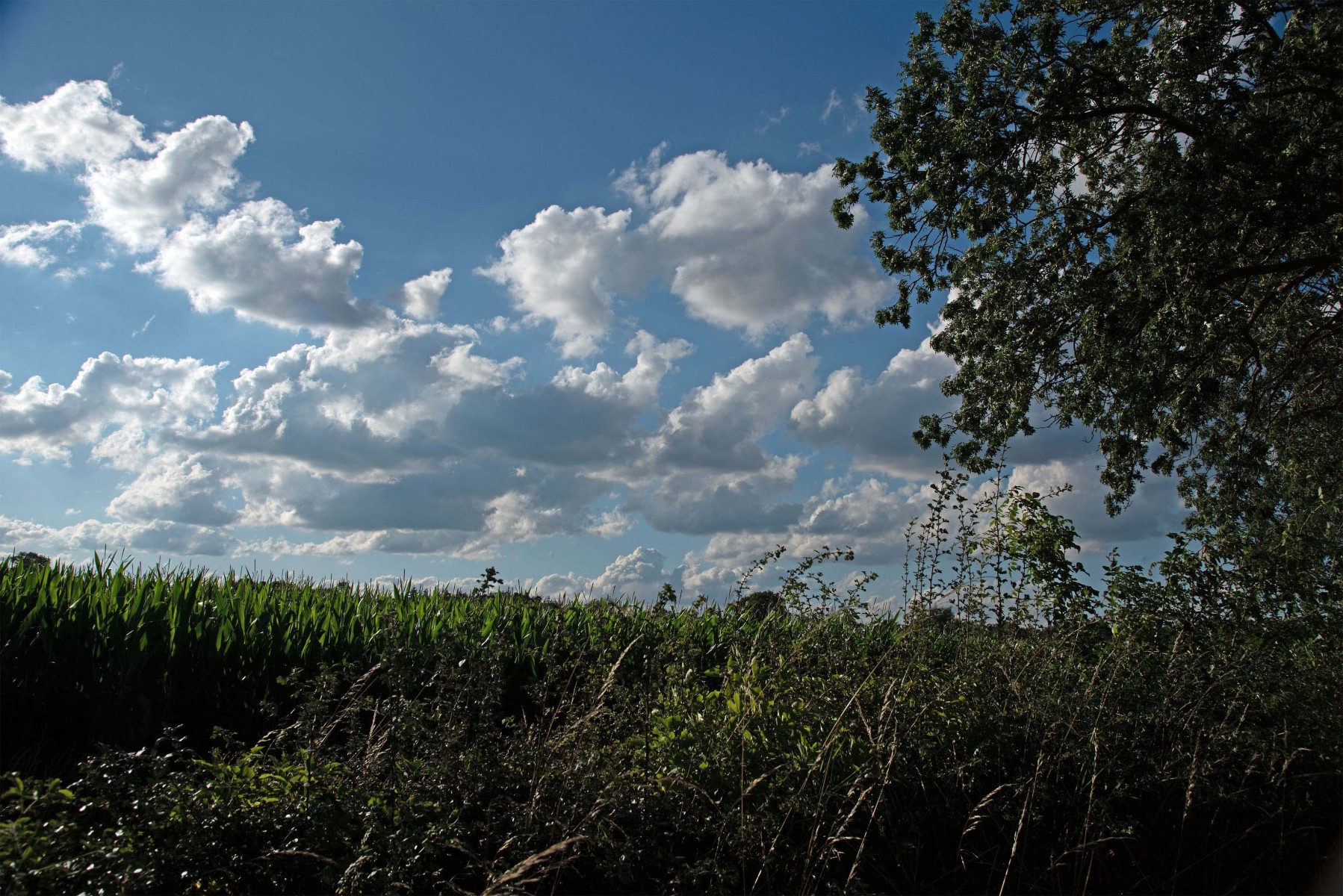 2020 07 26 DSC 1496 bew01L02 Voorst BeekzichtIJssel