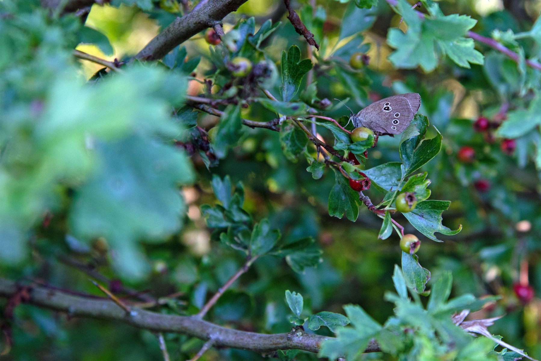2020 07 26 DSC 1517 bew01L02 uitsnede Voorst BeekzichtIJssel