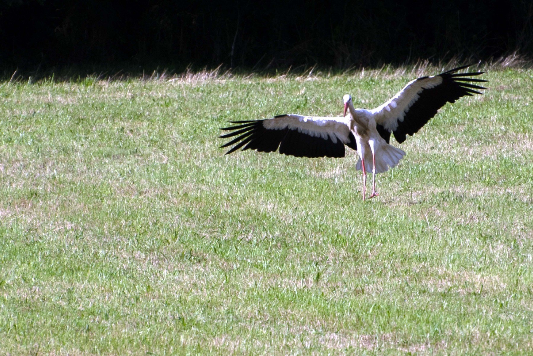 2020 07 26 DSC 5100 bew01L02 uitsnede Voorst BeekzichtIJssel