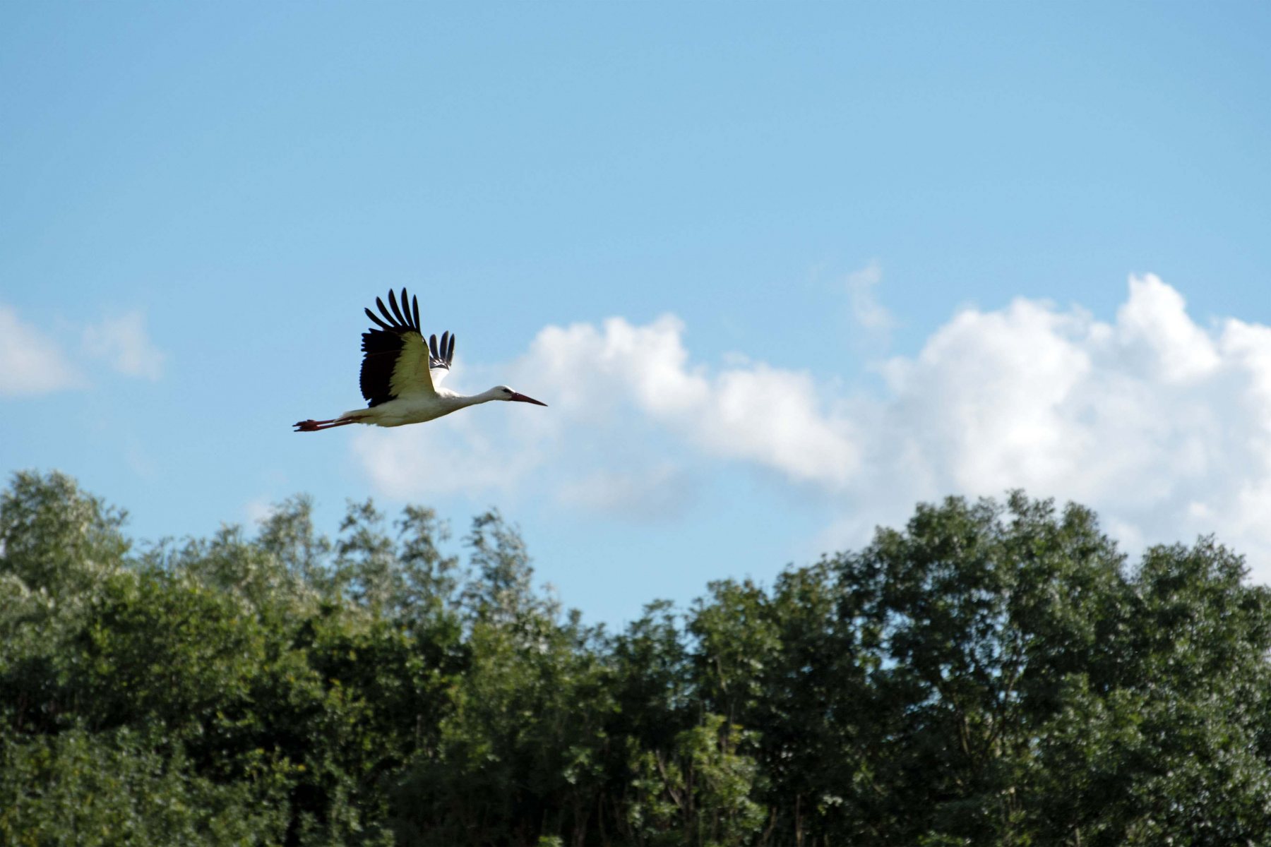 2020 07 26 DSC 5106 bew01L02 Voorst BeekzichtIJssel