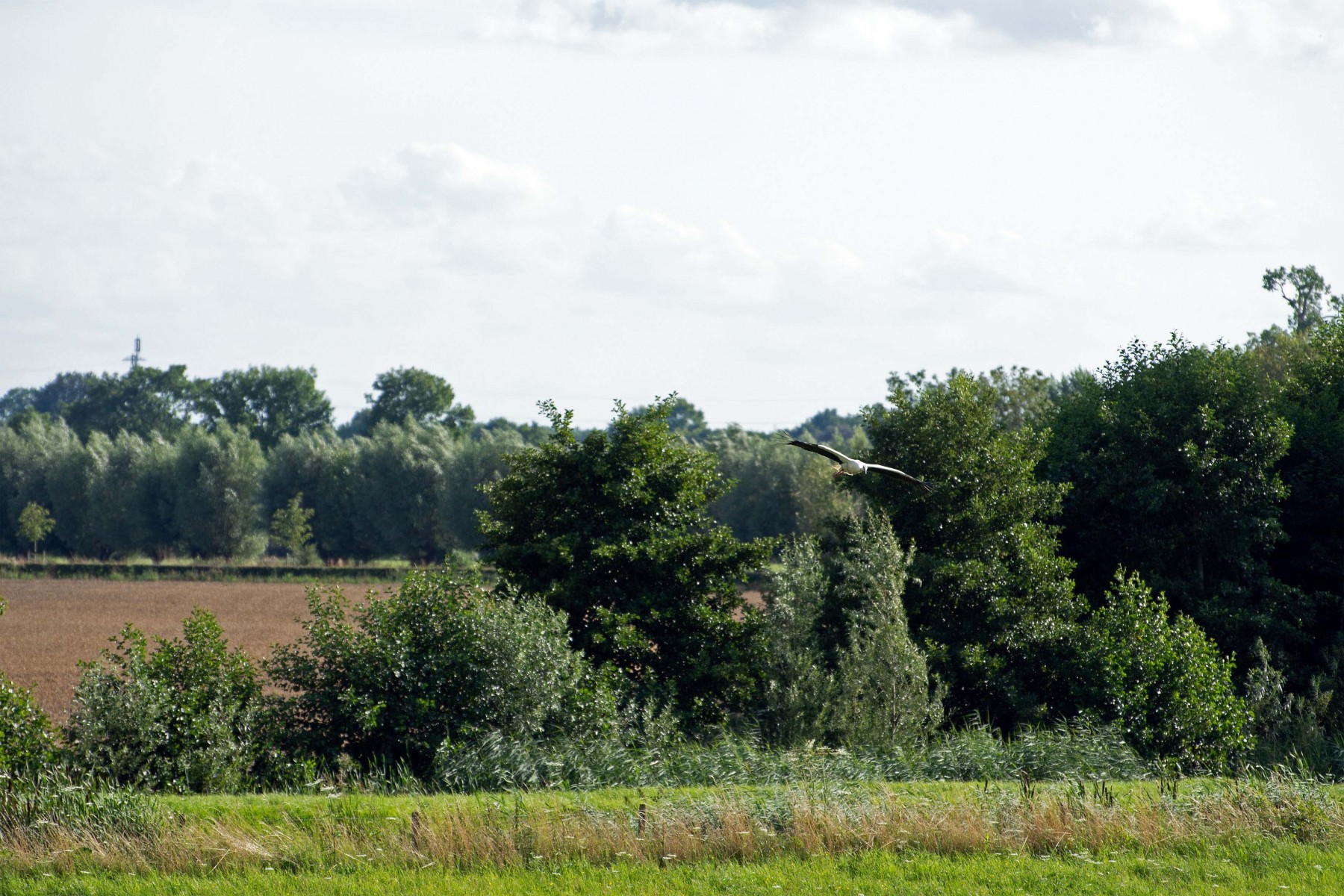 2020 07 26 DSC 5126 bew01L02 Voorst BeekzichtIJssel