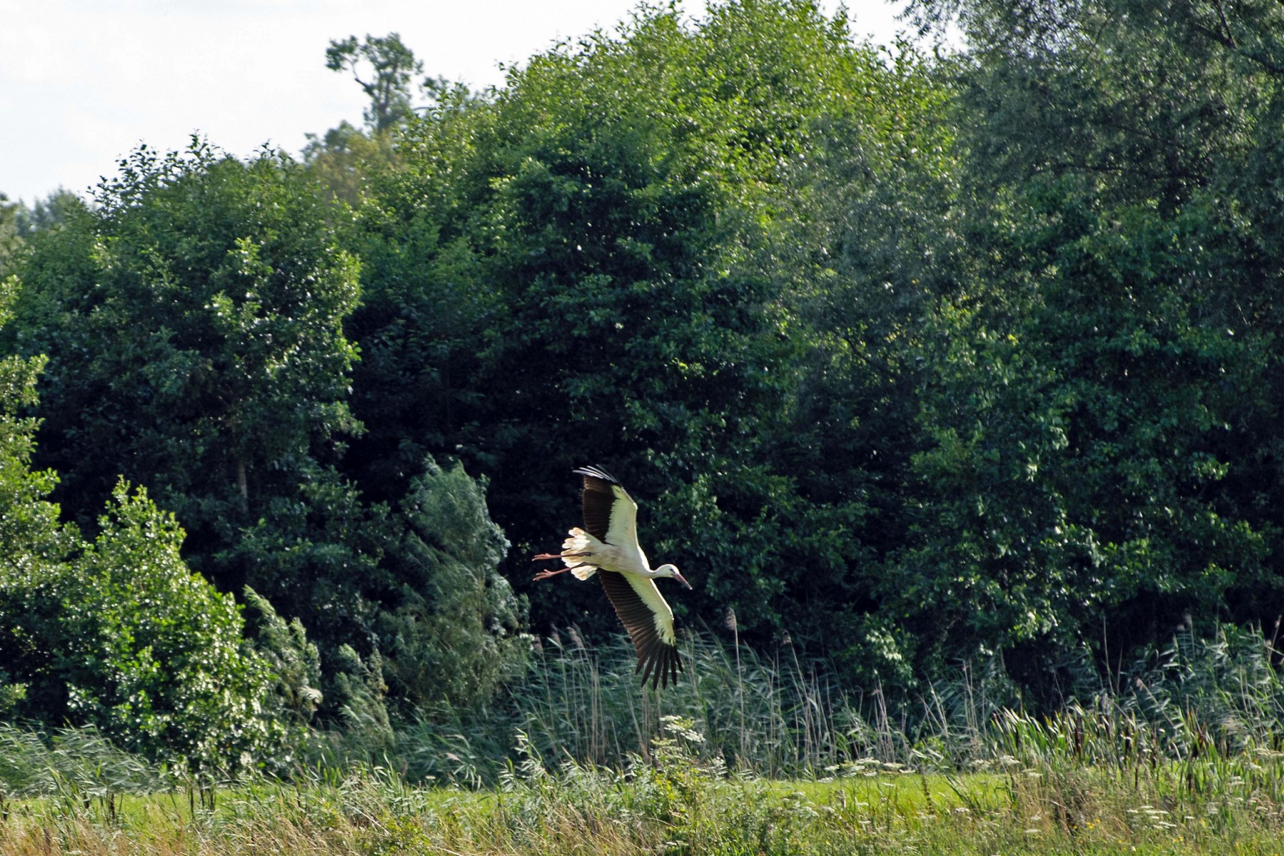 2020 07 26 DSC 5130 bew01L02 uitsnede Voorst BeekzichtIJssel