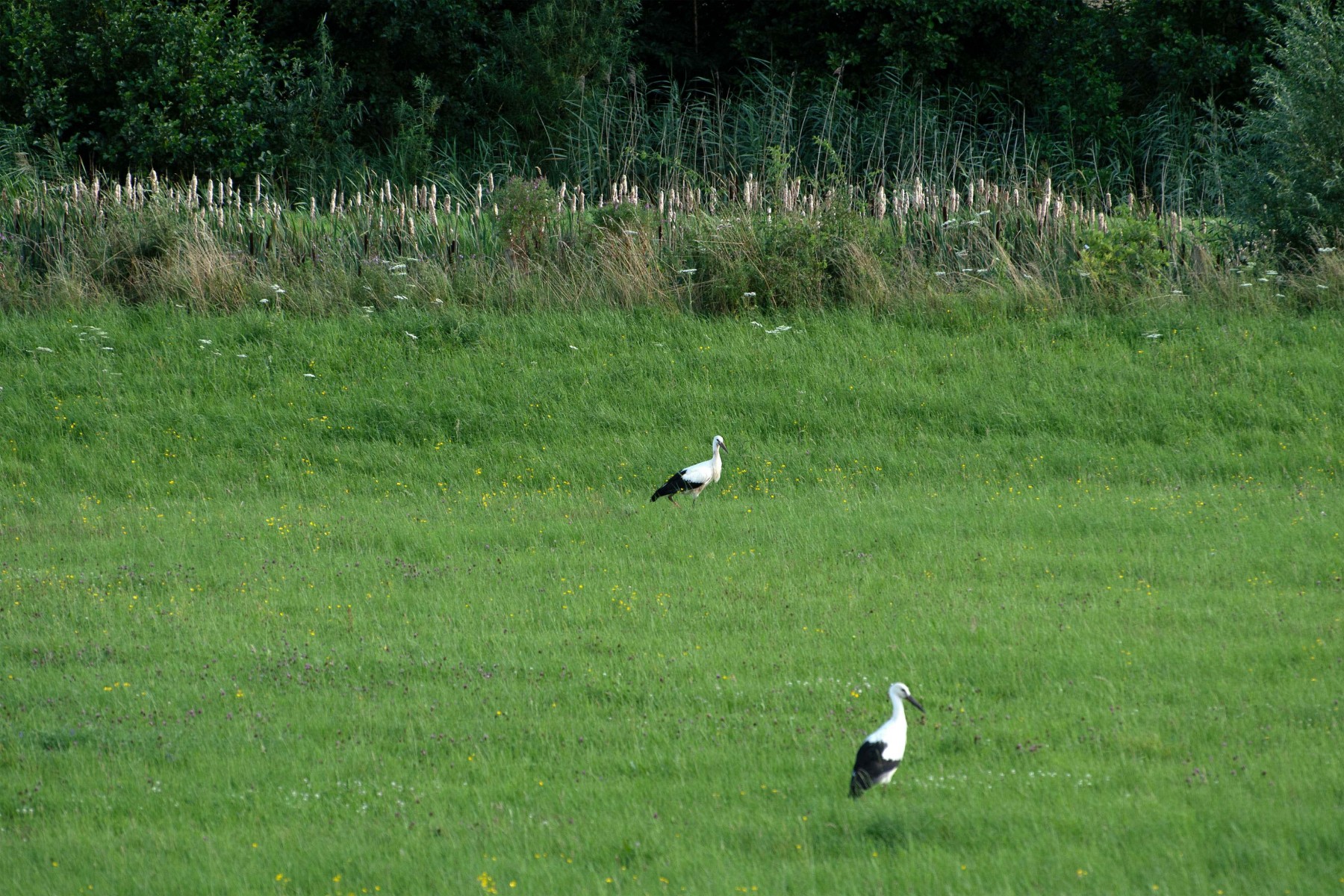 2020 07 26 DSC 5134 bew01L02 Voorst BeekzichtIJssel