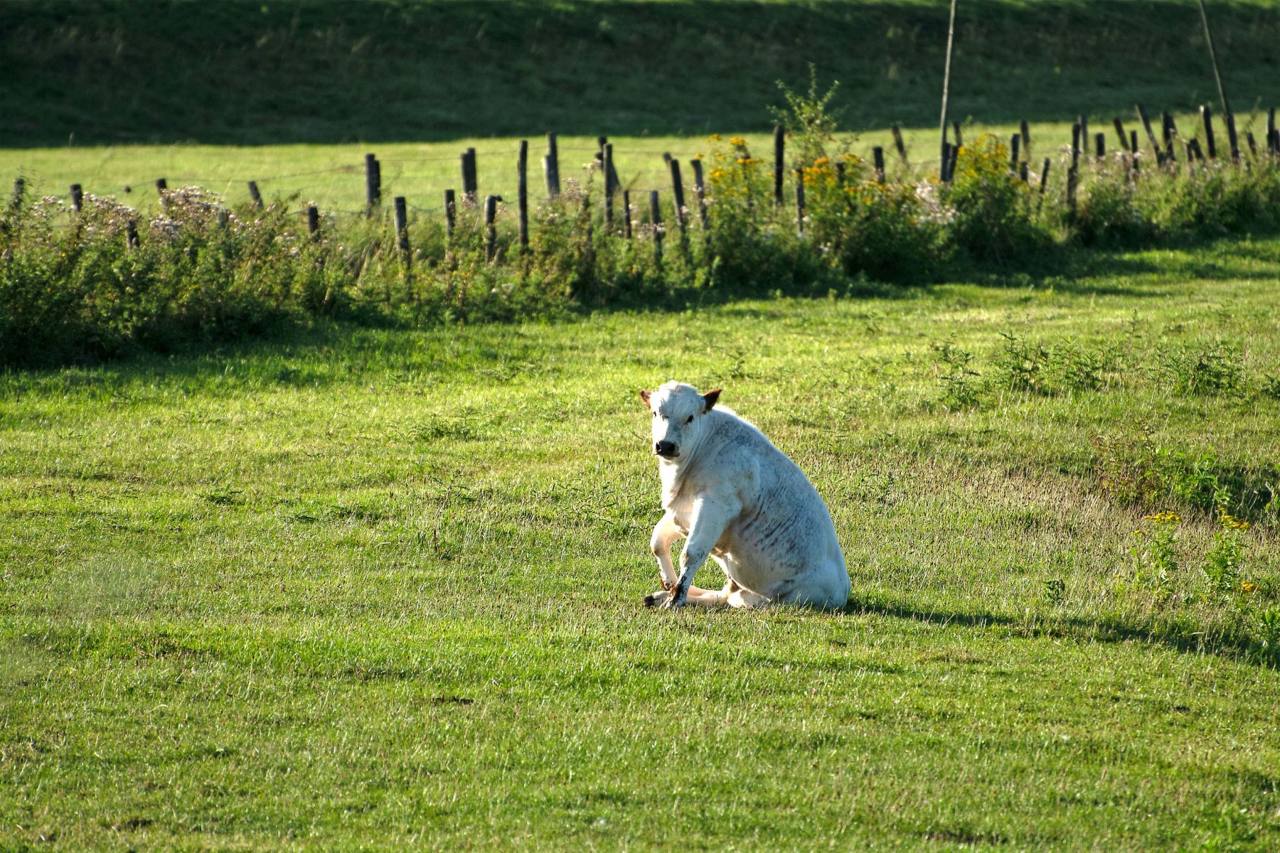 2020 07 26 DSC 5173 bew01L02 Voorst BeekzichtIJssel