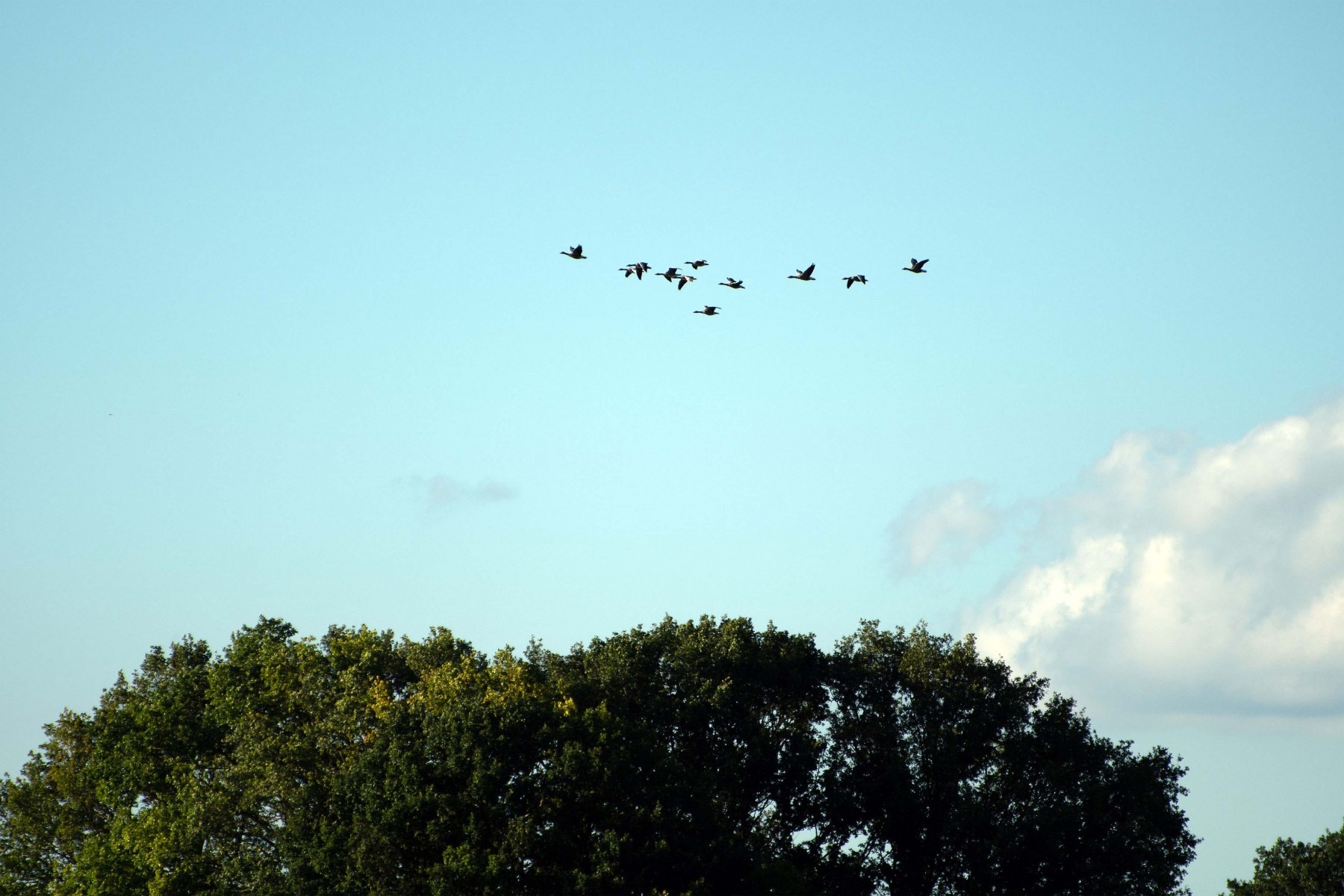 2020 07 26 DSC 5184 bew01L02 Voorst BeekzichtIJssel