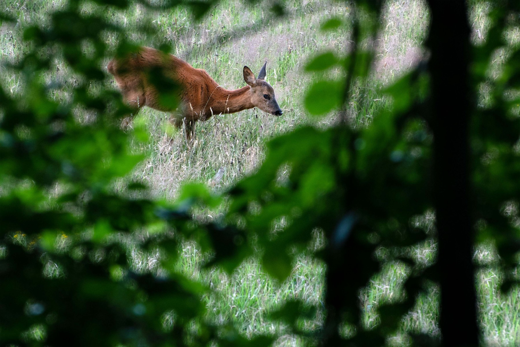 2020 07 26 DSC 5199 bew01L02 Voorst BeekzichtIJssel