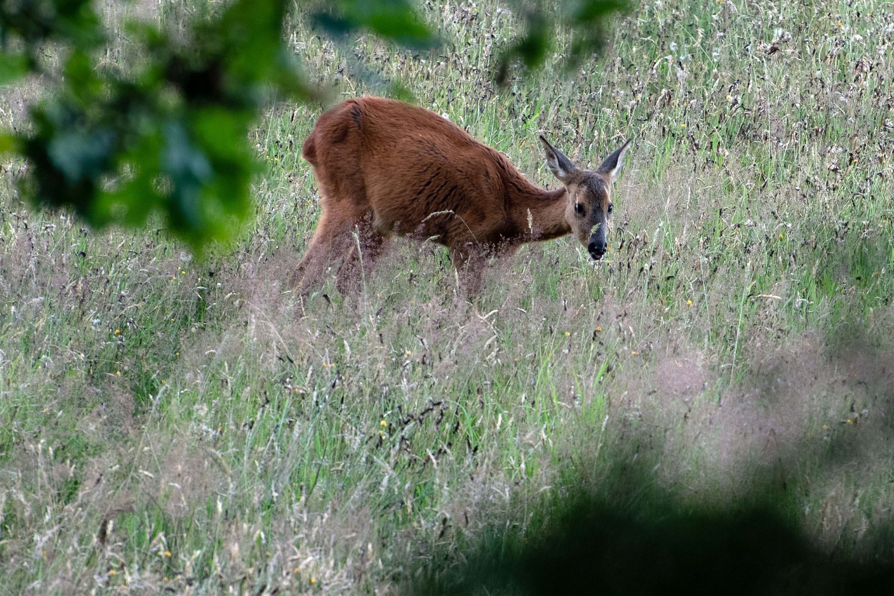 2020 07 26 DSC 5209 bew01L02 uitsnede Voorst BeekzichtIJssel