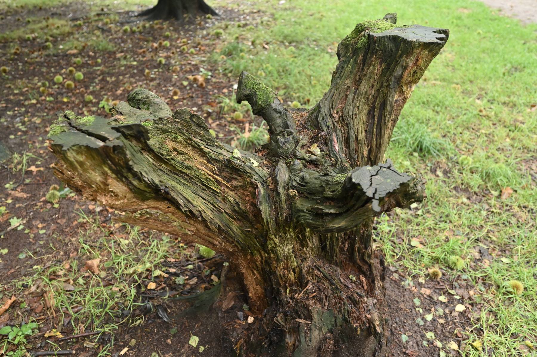 2023 09 17sep Rozendaalseveld GC NZ6II 14 30mm DSC 3627