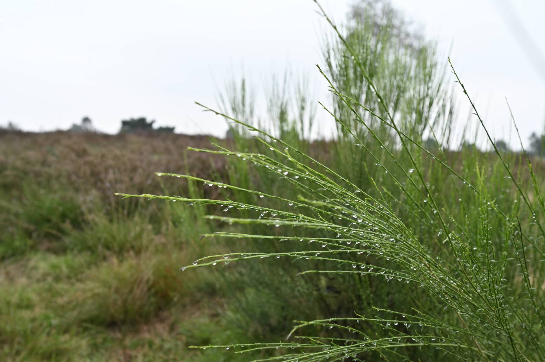 2023 09 17sep Rozendaalseveld GC NZ6II 14 30mm DSC 3628