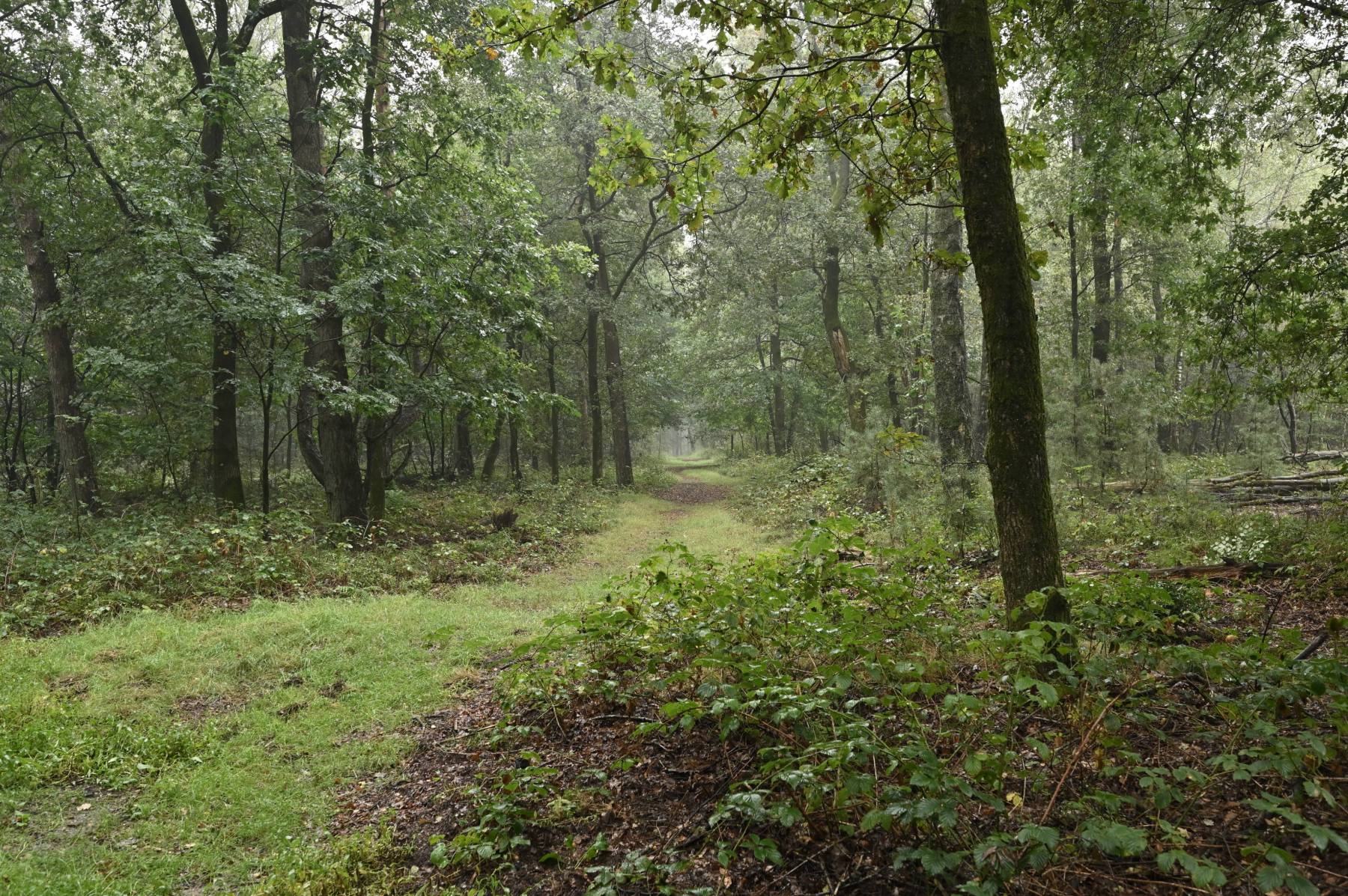 2023 09 17sep Rozendaalseveld GC NZ6II 14 30mm DSC 3634